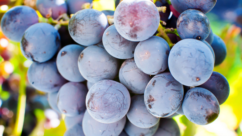 A bunch of grapes in nature. Wild natural yeast with berries. Close-up.