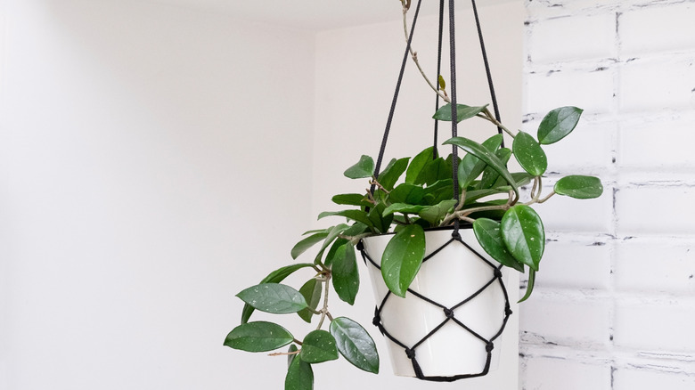 Close-up of hanging ivy basket in a macramé hanger against a white wall