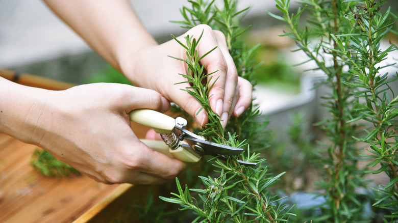 person trimming a rosemary plant