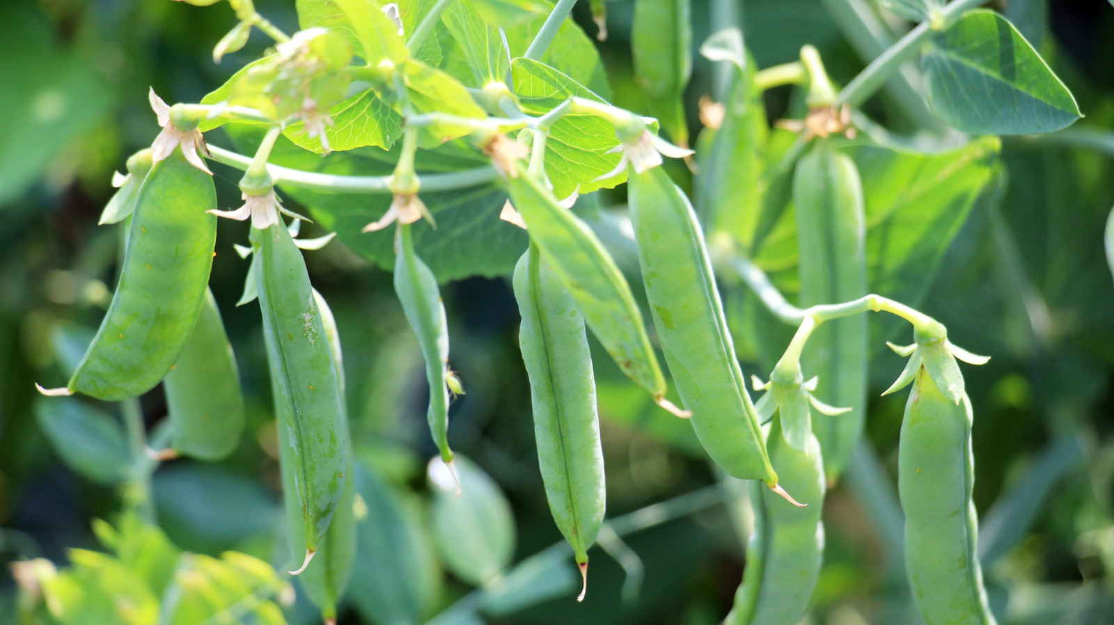 Peas Grow Quicker And More Uniformly In Your Garden When You Make This Step First - Tasting Table