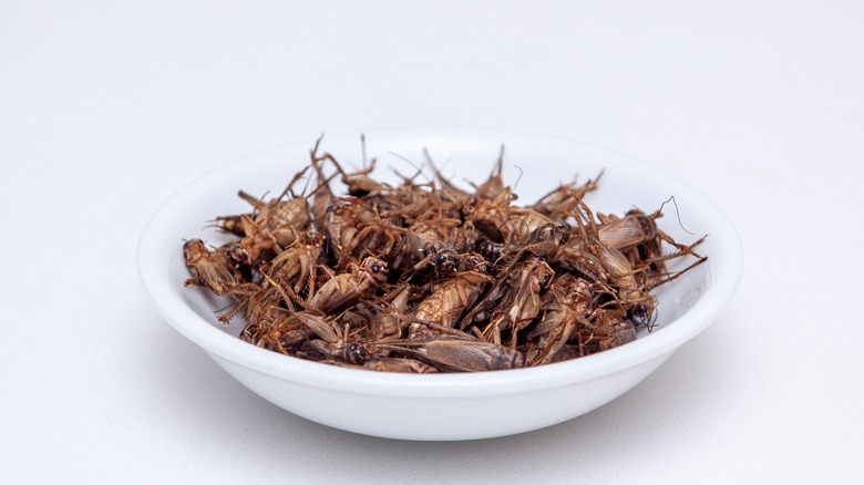 bowl of cooked crickets