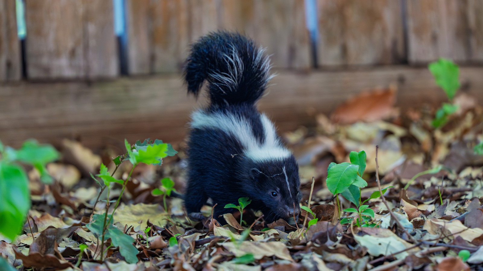Place This Fruit Around Your Vegetable Garden And Skunks Will Stay Far Away