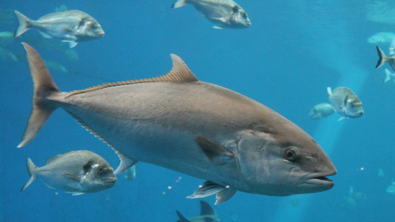 school of tuna in ocean