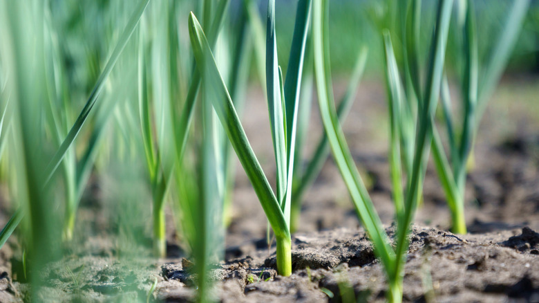 young garlic growing in the garden