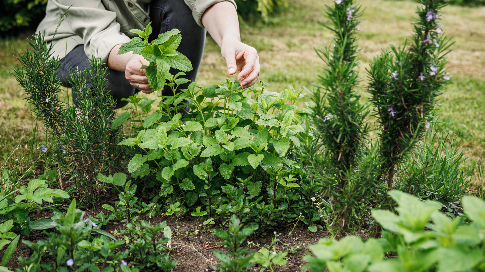 Plant Herbs This Way To Attract Pests - And Protect Your Garden - Tasting Table