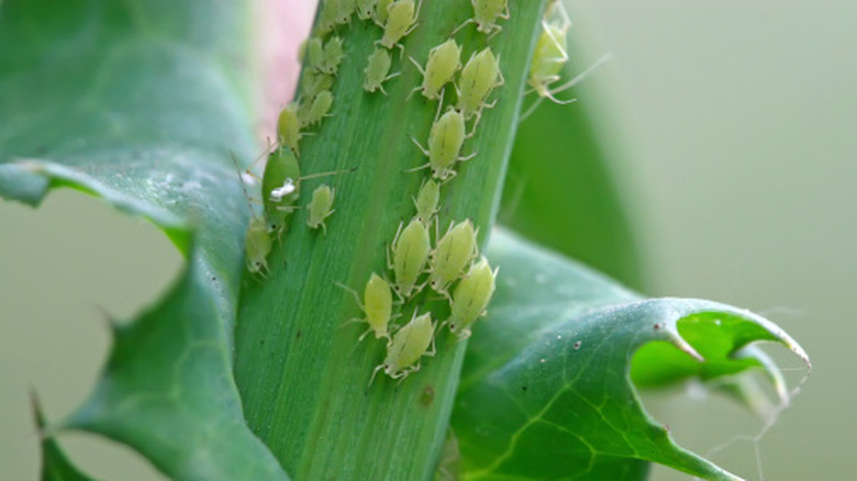 Close up of aphids on the green stalk of a plant