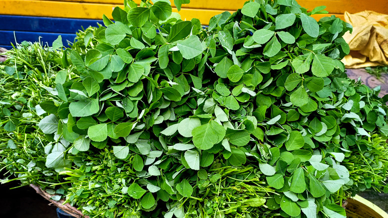 Basket of fresh fenugreek leaves