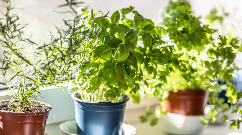 pots of herbs growing on a windowsill