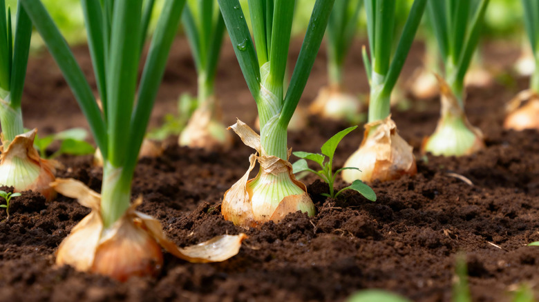 Growing onions peeking out of dark brown dirt with green tops attached