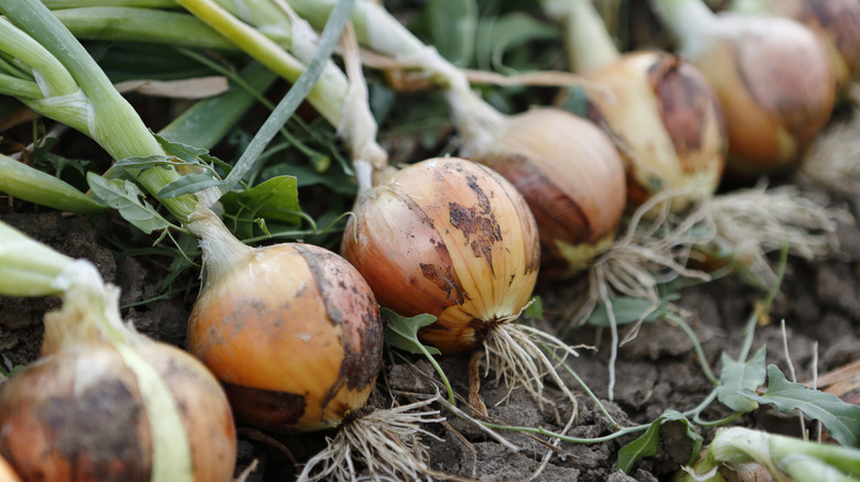 Freshly harvested onions with roots and greens attached laying on patch of dirt
