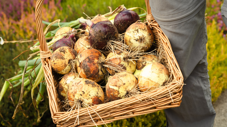 Woven basket of freshly harvested onions being carried outside