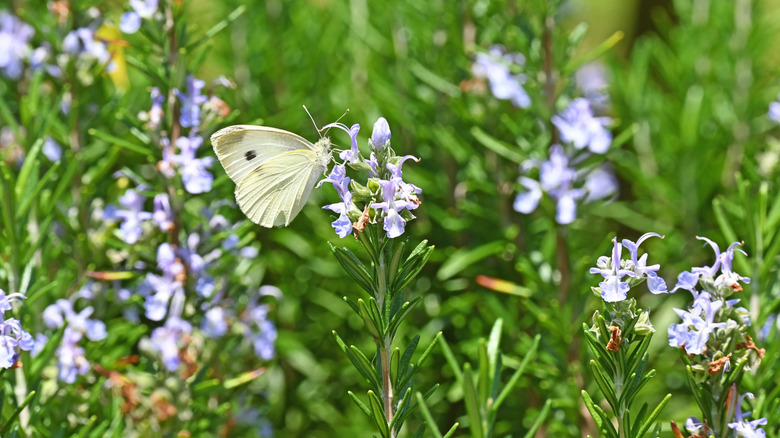A butterfly pollinating rosemary
