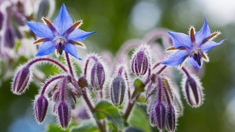 Borage flowers and leaves grow in the sunlight.
