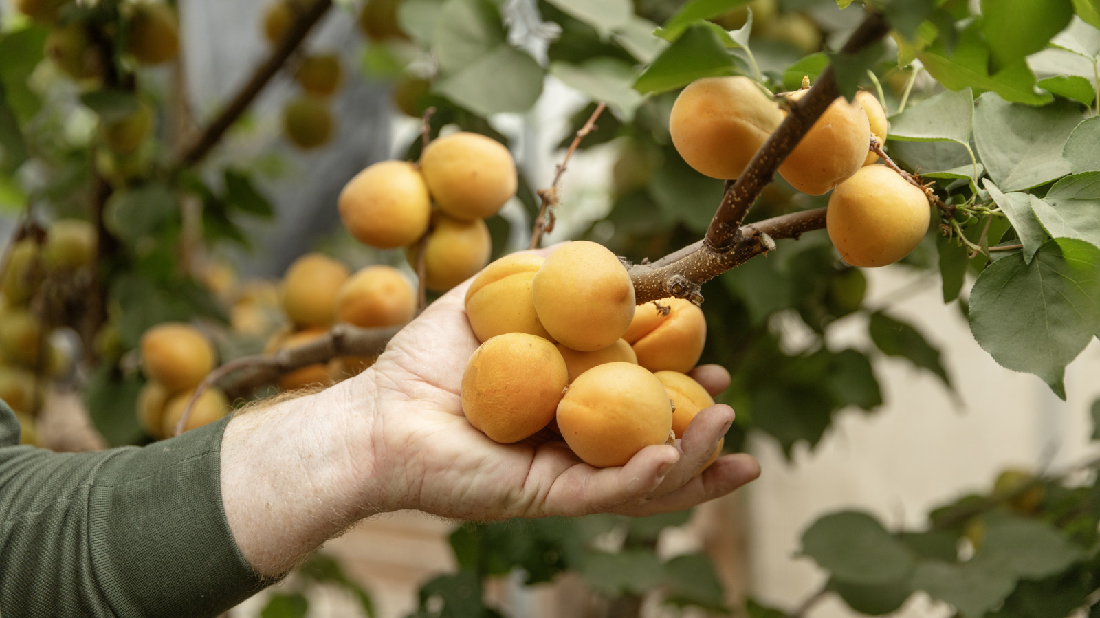Planting This Flowering Ground Cover Helps Garden Fruit Trees Thrive - Tasting Table