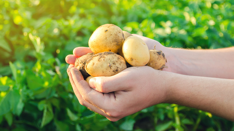 Freshly-harvested potatoes