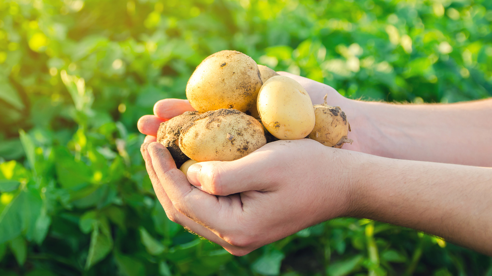 Potatoes Are More Nutritious Than You Might Have Thought
