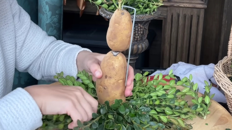 A woman places boxwood sprigs into potatoes to make a topiary