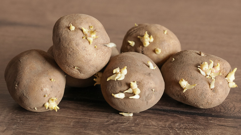 old potatoes on a table top that have started to sprout