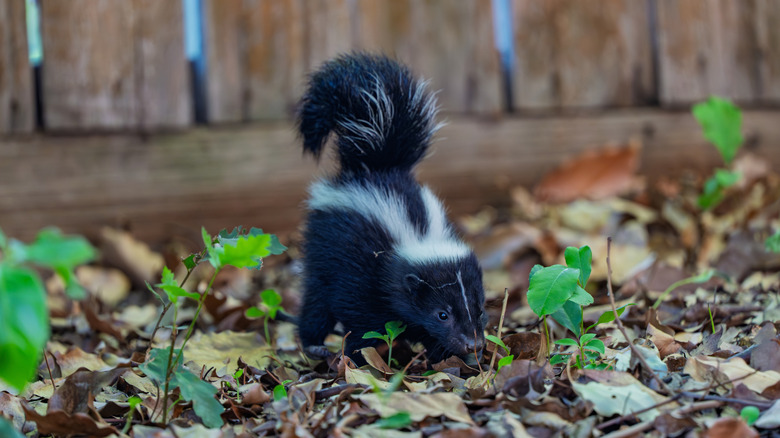 A small skunk curiously sniffs around a garden, with a wooden fence in the background
