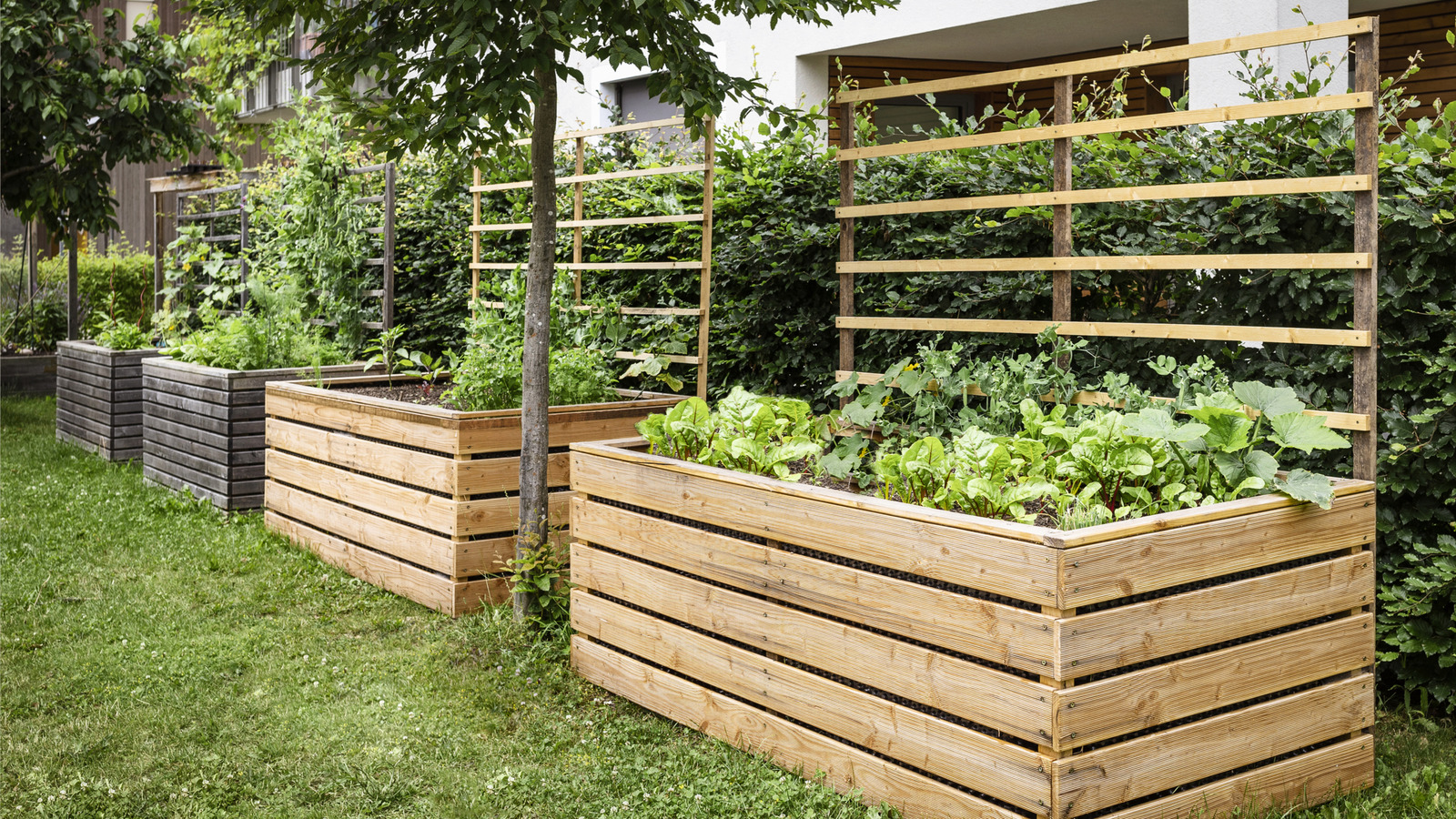 Place This Fruit Around Your Vegetable Garden And Skunks Will Stay Far Away