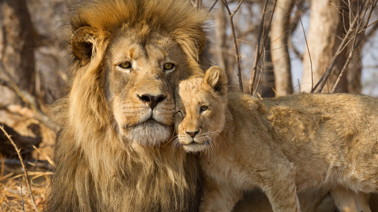 Lion and young lion