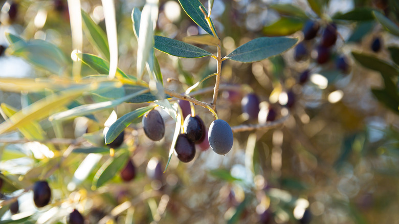 Ripe olives growing on a branch in an olive grove