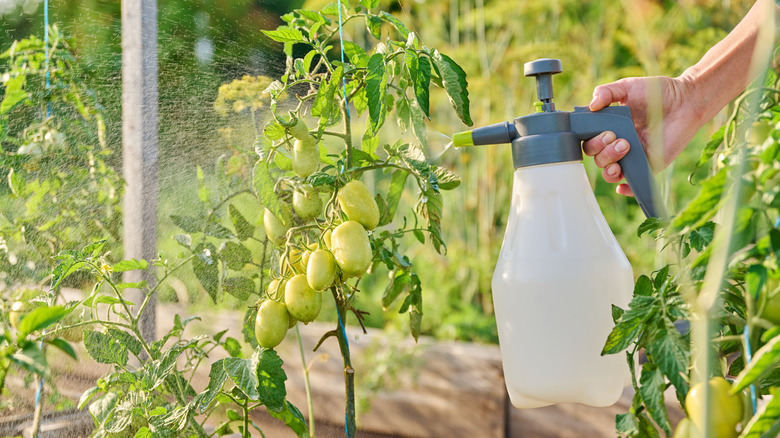 a person spraying fertilizer on tomato plants.