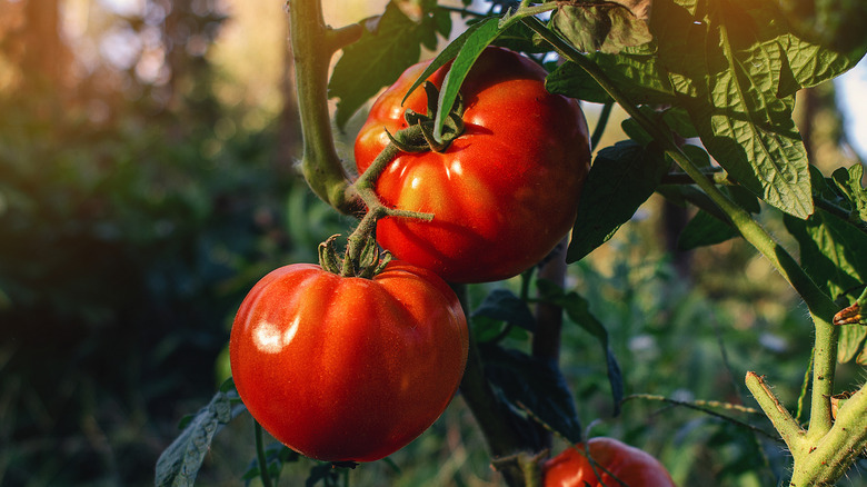tomato plant