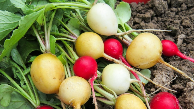 whole radishes growing in ground