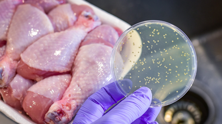 A person wearing a purple nitrile glove holds a speckled petri dish over raw chicken