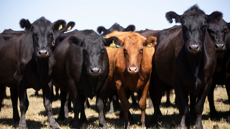 black and red angus in field