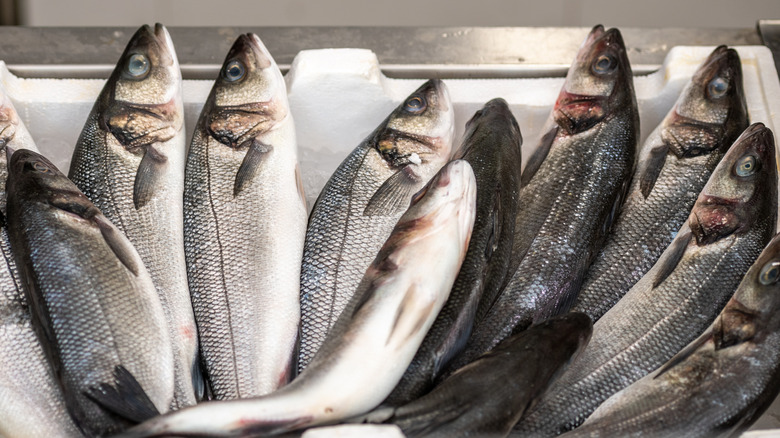 Bin full of branzino, also known as Mediterranean sea bass or Dicentrarchus labrax