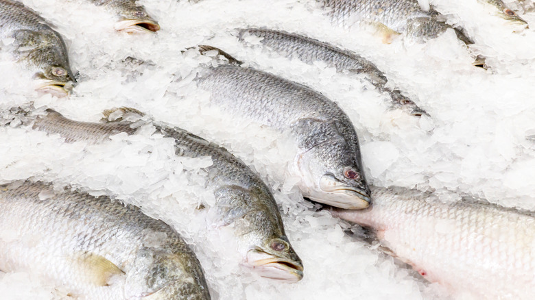 Sea bass displayed on ice