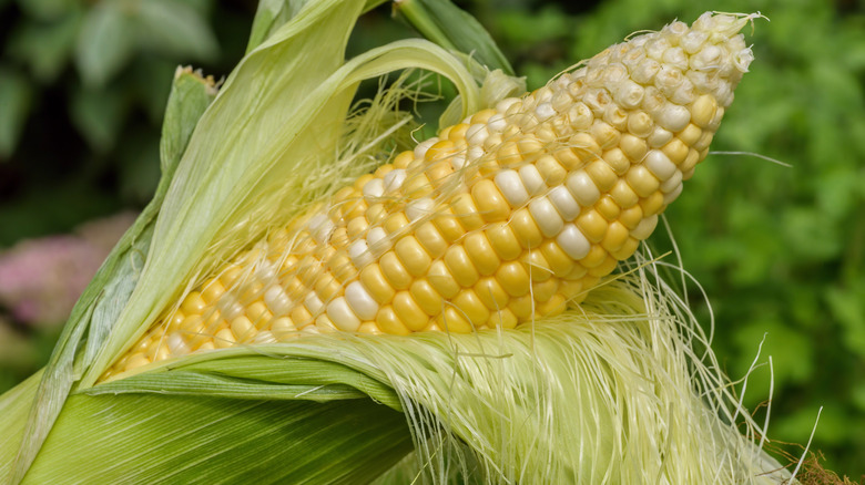 corn cob with silk and husk