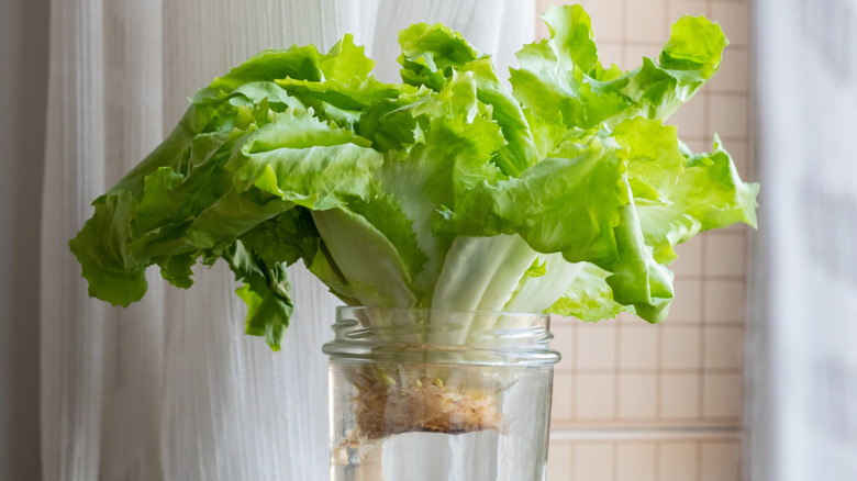 The root of a head of romaine lettuce regrowing in a jar filled with water