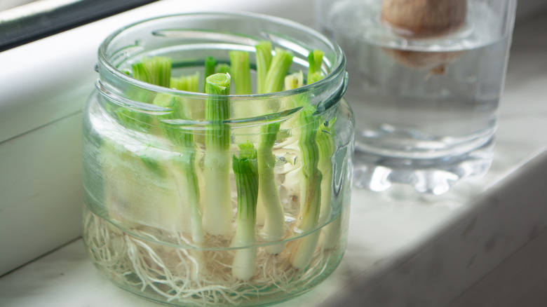 Repurpose Empty Jam Jars And Give New Life To Kitchen Scraps