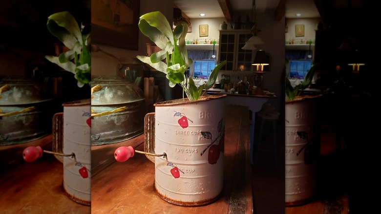 An old Bromwell flour sifter repurposed holding a small green plant