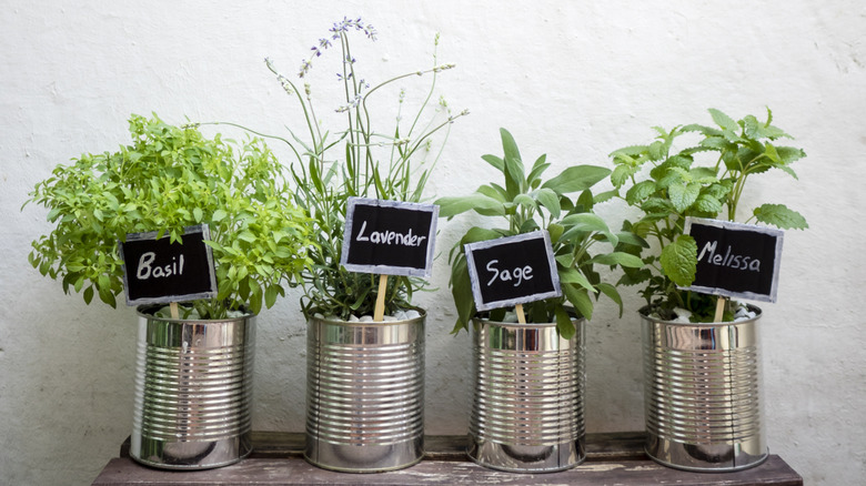 four kitchen herbs growing inside recycled aluminum can