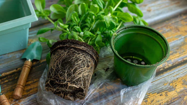 Basil plant ready for an indoor herb garden