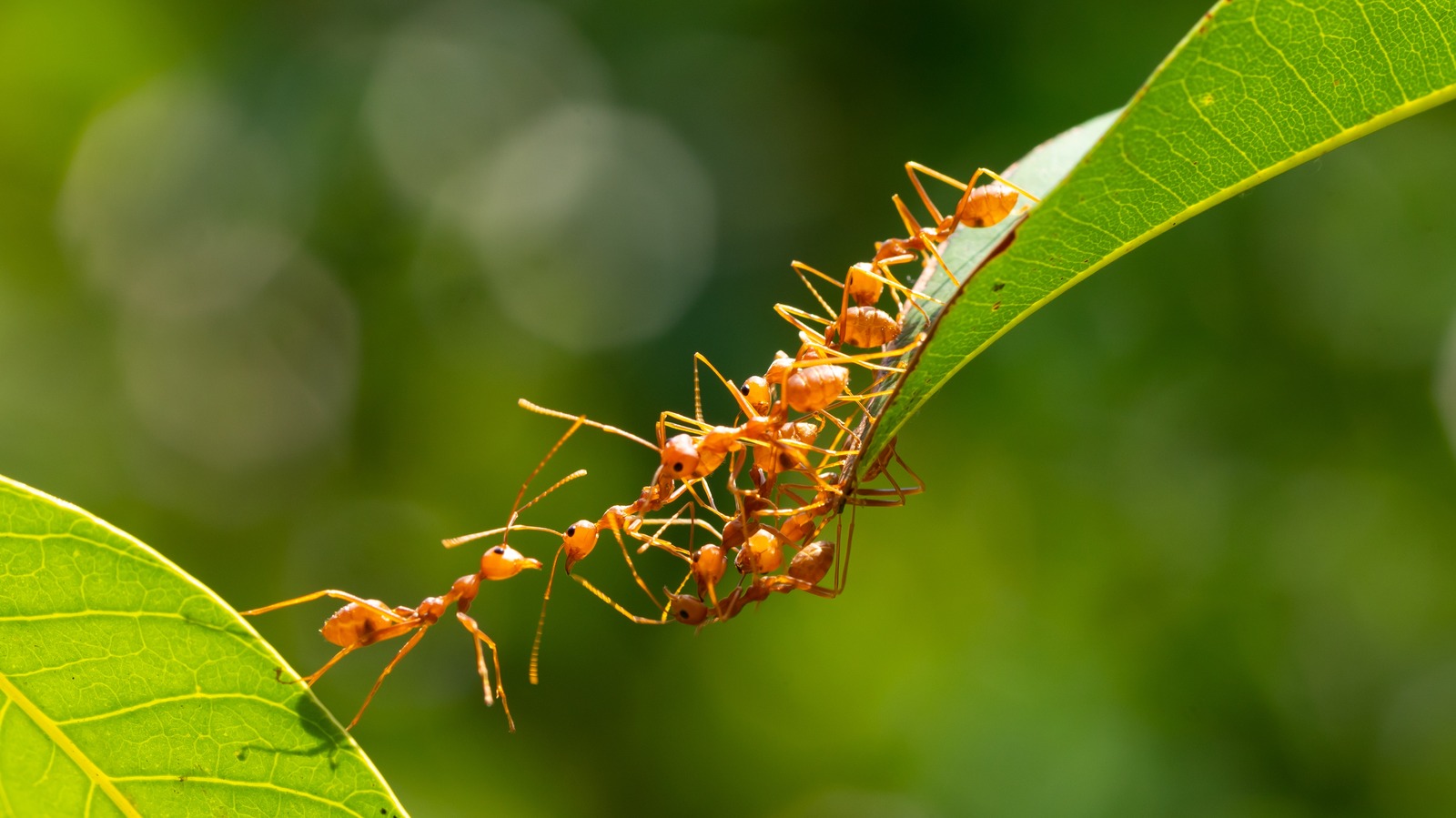 Research Reveals The Important Role Ants Could Play In Sustainable Farming