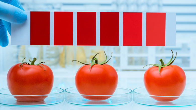 laboratory environment with colour grading various reds over different tomatoes
