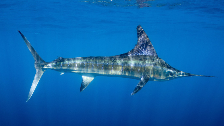 a marlin swordfish swimming in the ocean