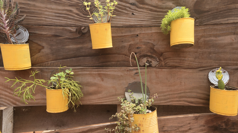 Several yellow pots made from empty cans are holding plants and mounted on a wooden fence