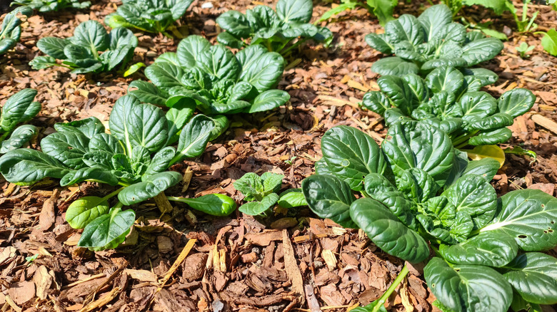 bok choi plants with wood chip mulch