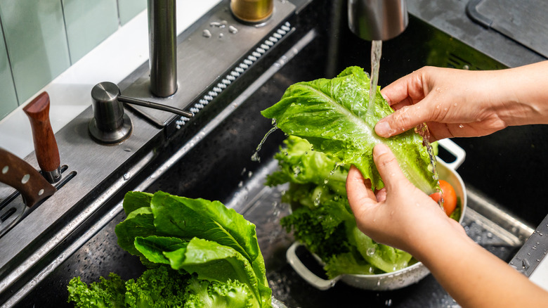 Foodie gently washing lettuce under running water in the sink
