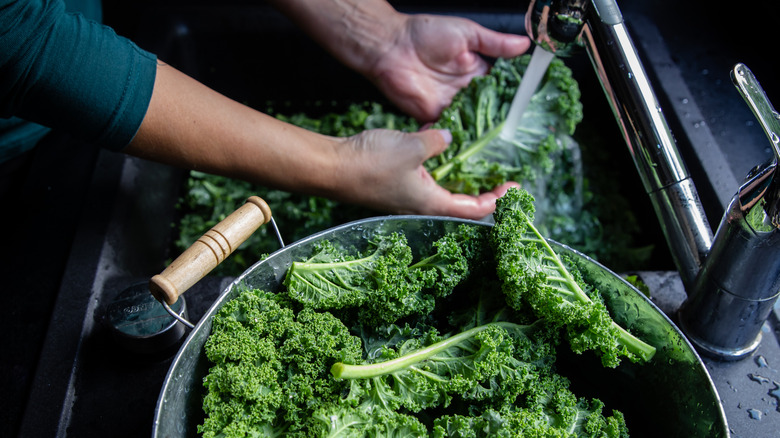Home cook washing fresh kale in a sink