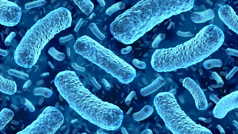 Magnified microbes