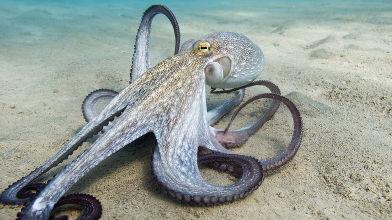 live octopus photo