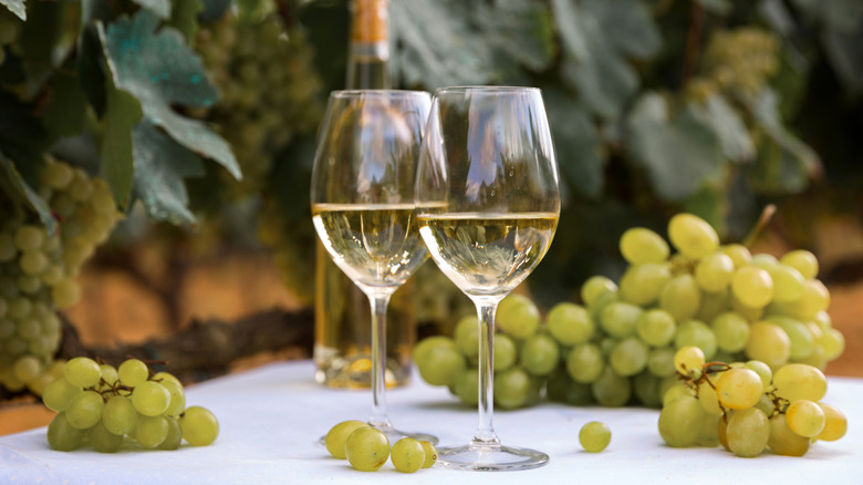 Two glasses of white wine posed outside in a vineyard next to green grapes