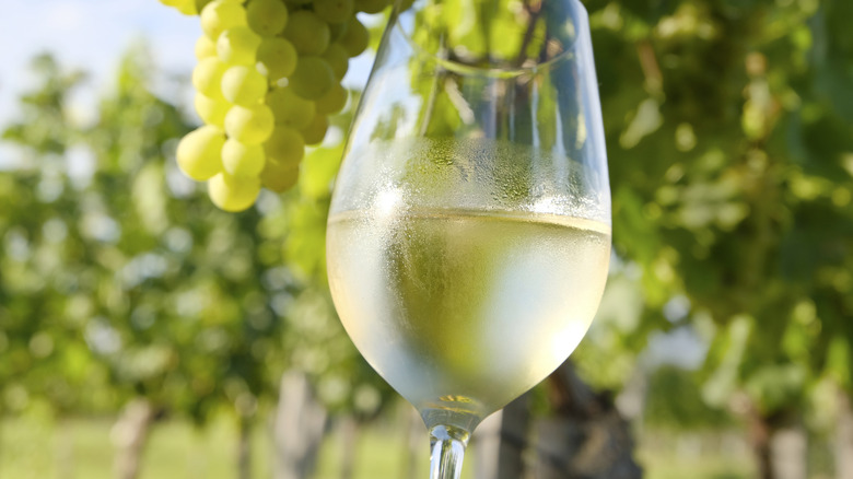 Close-up of a glass of white wine in a vineyard